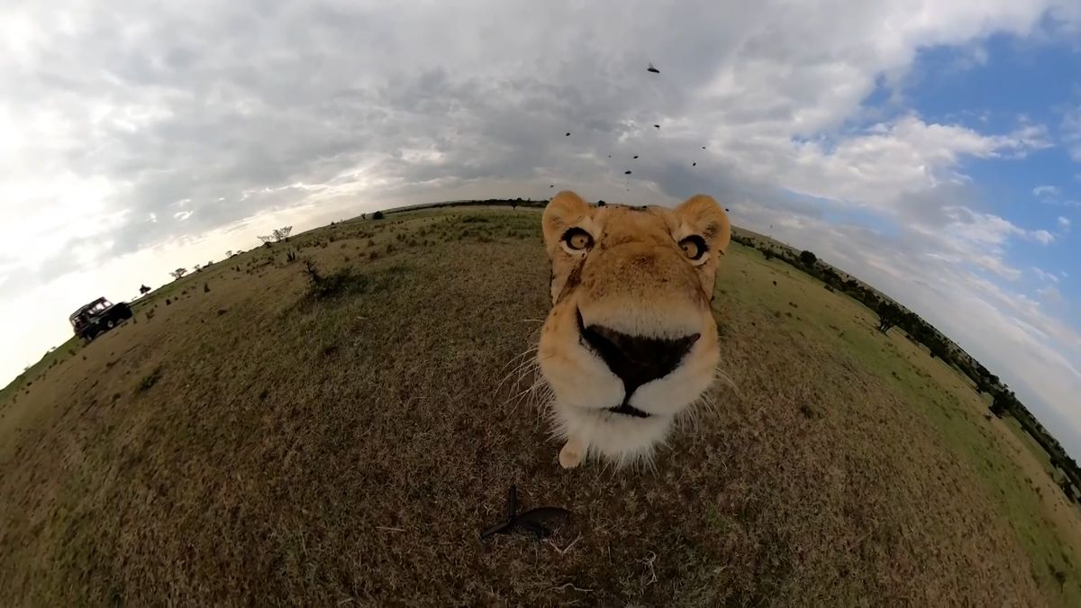 Lvice sebrala v Keni GoPro kameru a natočila sama sebe